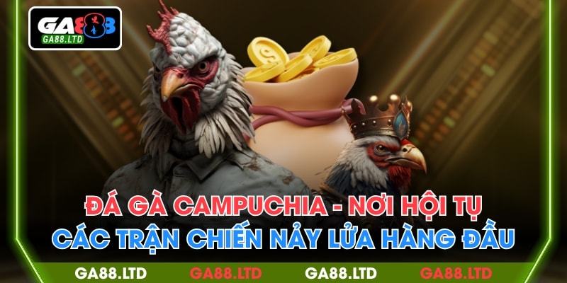 Đá Gà Campuchia - Nơi Hội Tụ Các Trận Chiến Nảy Lửa Hàng Đầu