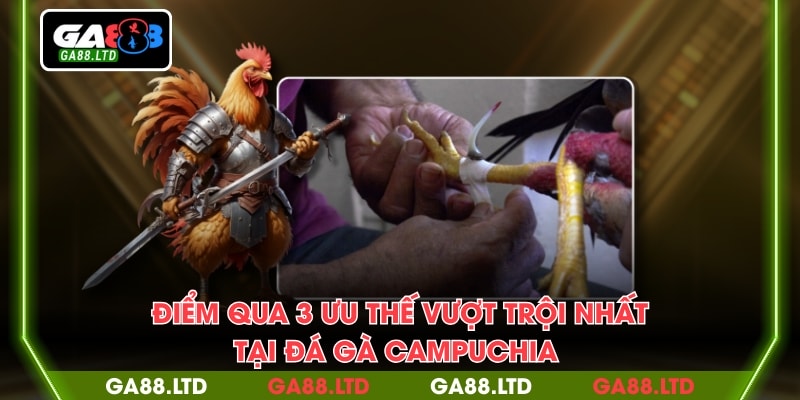 Điểm qua 3 ưu thế vượt trội nhất tại đá gà Campuchia