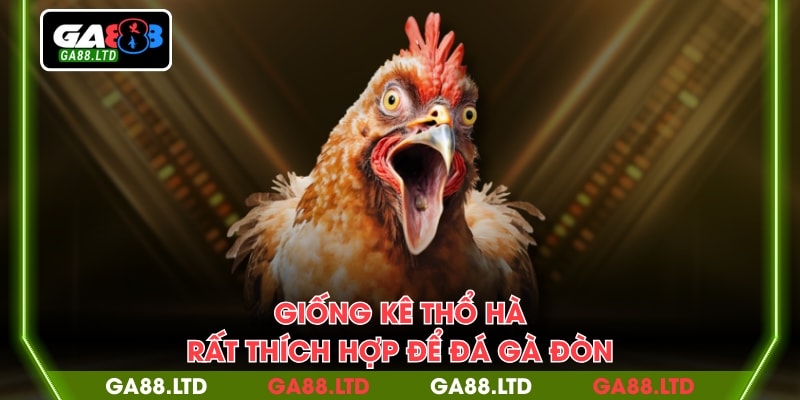 Giống kê Thổ Hà rất thích hợp để đá gà đòn